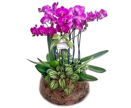 Arranjo De 3 Mini Orquídeas No Vidro