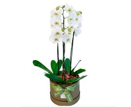 Caixa Com 3 Orquídeas Brancas