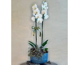 Orquídea Branca Em Cerâmica